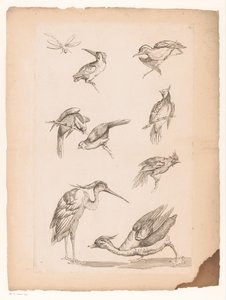 Acht chinesische Vögel, darunter Eisvögel, ein Reiher, eine Ente und eine Libelle