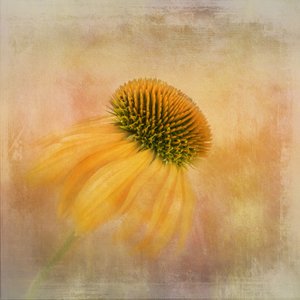 Goldener Sonnenhuttraum von Gaille Gray