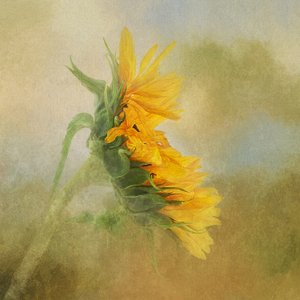 Goldener Sonnenblumenglanz von Gaille Gray