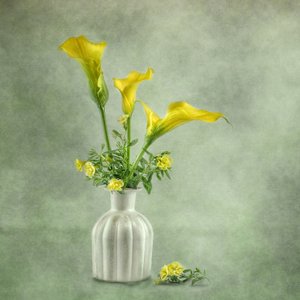 Weiche gelbe Calla-Lilien