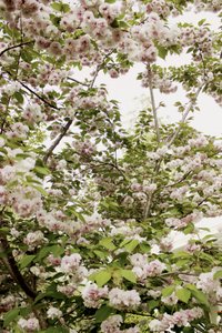 Kirschblüten Frühling