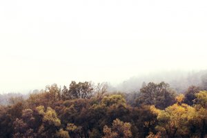 Nebliger Herbstwald von Gemma Bardot