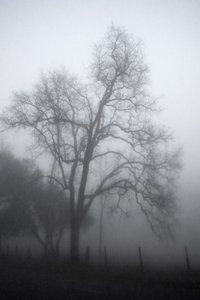 Mysteriöser Nebeliger Baum