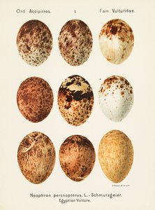Oologia universalis palearctica, 1906