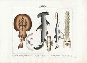 Besondere Meeresfischarten