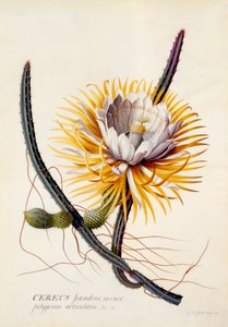 Cereus Königin der Nacht, ca. 1744 handkolorierter Stich von "Georg Dionysius Ehret