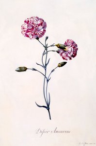 Difor Amourius Nelke, ca. 1745 handkolorierte Gravur
