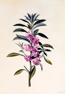 Garten-Balsamine Impatiens Balsamina, ca. 1746 handkolorierter Stich von "Georg Dionysius Ehret