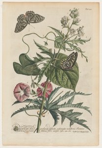 Plantae et papiliones rariores: Nr. 7