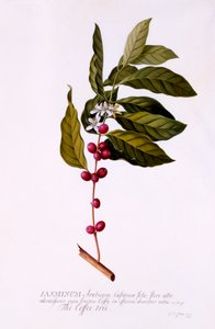 Der Kaffeebaum