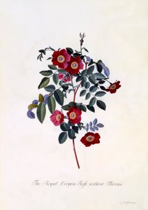 Die königliche Jungfrau Rose ohne Dornen, handkolorierter Stich