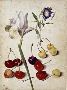 Spanische Iris, Prunkwinde und Kirschen