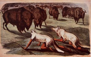 Nordamerikanische Prärie-Indianer schleichen sich an grasende Büffel heran, während sie Wolfshäute tragen, um 1840 von George (after) Catlin