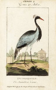 Jungfernkranich oder Numidischer Kranich, Grus virgo von George (after) Edwards