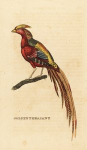 Goldfasan, Chrysolophus pictus von George (after) Edwards