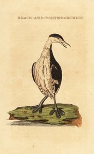 Ohrentaucher, jung, Podiceps auritus