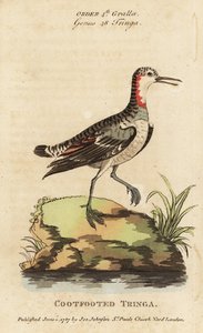 Odinshühnchen, Phalaropus lobatus von George (after) Edwards