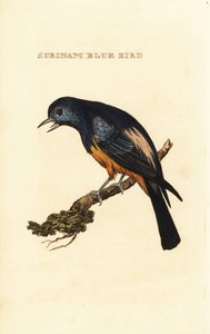 Silberbrusttangare, Tangara velia
