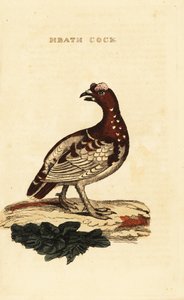 Fichtenschneehuhn, Falcipennis canadensis canace
