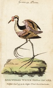 Blatthühnchen, Jacana jacana von George (after) Edwards