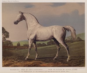 Nambrino, gezüchtet von Lord Grosvenor, im Besitz des Marquis von Westminster, in Eaton Hall