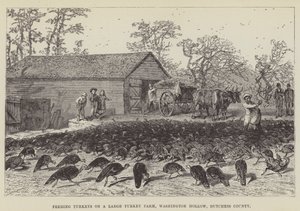 Fütterung von Truthähnen auf einer großen Truthahnfarm, Washington Hollow, Dutchess County