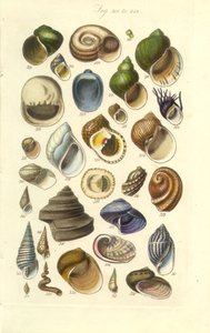 Conchological Manual Tafel 15. Bunte Muscheln, einschließlich Abalone-Muscheln von George B. Sowerby