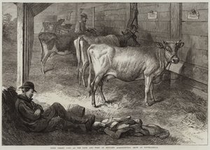 Preisgekrönte Jersey-Kühe auf der Bath und West of England Landwirtschaftsausstellung in Southampton von George Bouverie Goddard