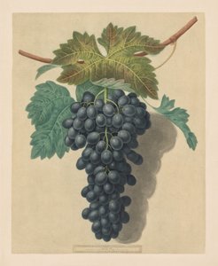 Pomona Britannica: Nr. 52 - Black Prince Traube