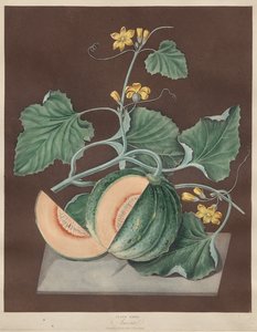 Pomona Britannica: Nr. 71 - Amicua (Melone)