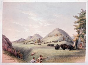 Bisonjagd