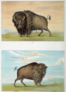 Bison, männlich und weiblich, Vereinigte Staaten. Illustration von George Catlin (1794-1872)