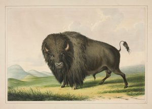 Büffelstier beim Grasen, Tafel 2 aus dem Nordamerikanischen Indianer-Portfolio