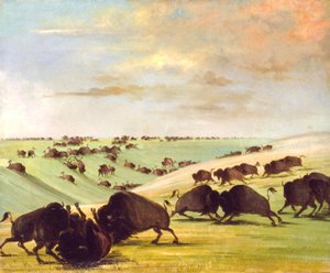 Büffelkämpfe in der Brunftzeit, Oberer Missouri, 1837-1839 von George Catlin