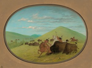 Büffeljagd - Bullen schützen die Kälber