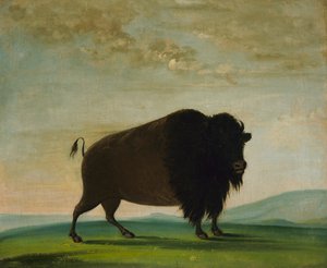 Büffelkuh, weidend auf der Prärie, 1832-1833 von George Catlin
