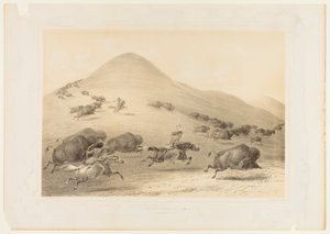 Büffeljagd, Verfolgung--Nr. 6 von George Catlin