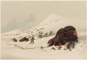 Büffeljagd, sterbender Büffelbulle in einer Schneewehe von George Catlin