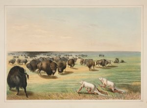 Büffeljagd, unter der weißen Wolfshaut, Tafel 13 aus dem Nordamerikanischen Indianer-Portfolio von George Catlin