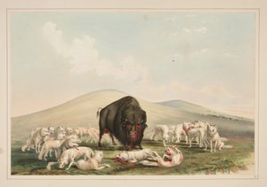 Büffeljagd, weiße Wölfe greifen einen Büffelbullen an, Tafel 10 aus dem Portfolio der nordamerikanischen Indianer von George Catlin