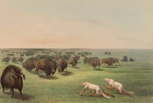 Büffeljagd mit Wolfshaut, pl. 13 aus dem Nordamerikanischen Indianerportfolio von George Catlin