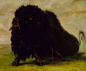 Sterbender Büffel, mit einem Pfeil erschossen, 1832-1833 von George Catlin