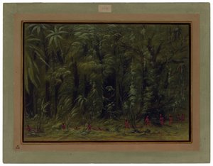 Inneres eines Amazonaswaldes - Zurumati