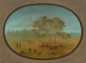 Kiowa-Indianer sammeln wilde Trauben
