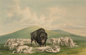 Weiße Wölfe greifen einen Bisonbullen an von George Catlin