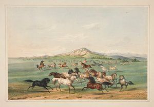 Wilde Pferde beim Spielen, pl. 3 aus dem North American Indian Portfolio von George Catlin