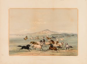 Wilde Pferde beim Spielen Nr. 3 von George Catlin