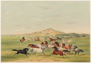 Spielende Wildpferde von George Catlin