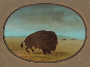 Verwundeter Büffelbulle, 1861-1869 von George Catlin