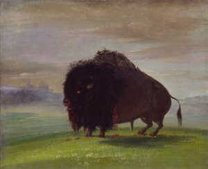 Verwundeter Büffel, der sein Blut über die Prärien streut von George Catlin